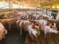 Jak pozbyć się zapachu knura z wieprzowiny? Sprawdzone metody!