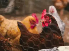 Drobnoustroje w drobiu świętokrzyskim: jak chronić swoje ptaki?