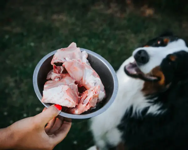 Czy pies może surowego kurczaka? Bezpieczeństwo i ryzyka dla zdrowia
